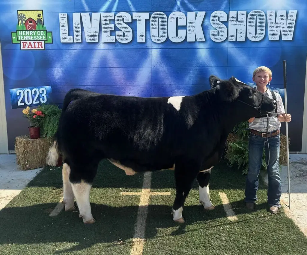 Grey Mixon's steer Chip in the show ring at the 2023 Henry County Youth Livestock Show, Paris, TN