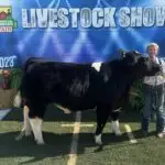 Grey Mixon's steer Chip in the show ring at the 2023 Henry County Youth Livestock Show, Paris, TN