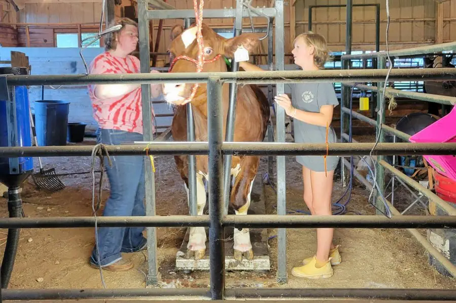 Grey Mixon's 2024 steer Dion in the barn on the family farm in Paris, TN
