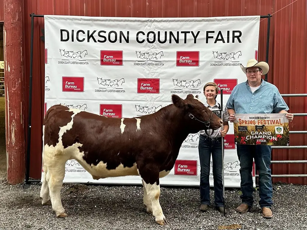 Grey Mixon's steer Dion winning Grand Champion Steer at the Dickson County Spring Festival, 2024