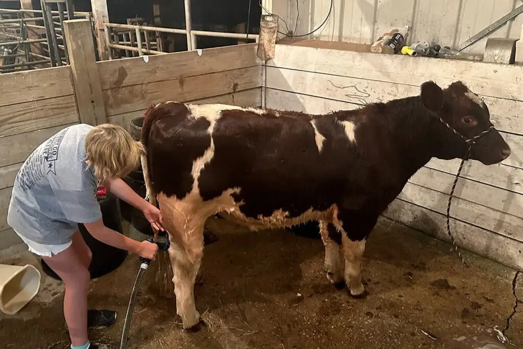 Grey Mixon washing her steer Dion ahead of the Henry County Youth Livestock Show
