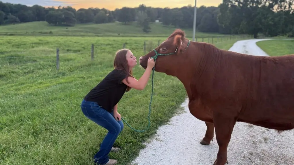 Grey Mixon kissing the nose of her steer Dr. Pepper on the farm at sunset in Paris, TN