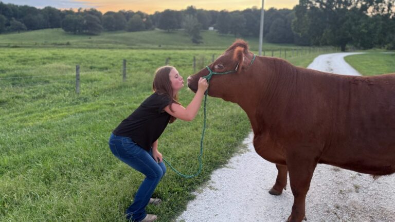 Grey Mixon kissing the nose of her steer Dr. Pepper on the farm at sunset in Paris, TN