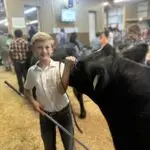 Grey Mixon training her steer Chip ahead of the Henry County Youth Livestock Show