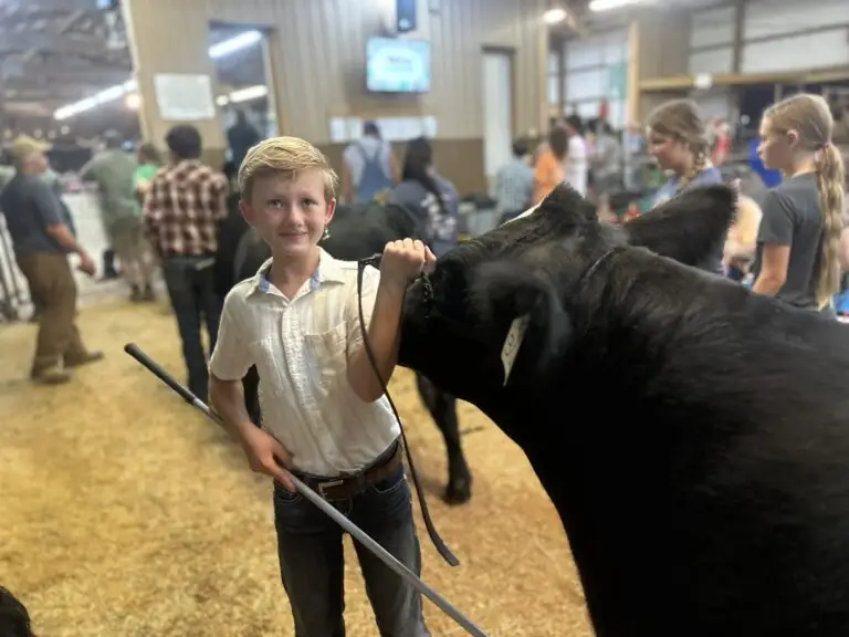 Grey Mixon training her steer Chip ahead of the Henry County Youth Livestock Show