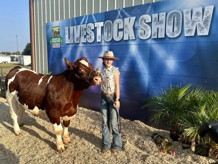 Grey Mixon with her 2024 steer Dion, raised for the Henry County Youth Livestock Show in Paris, TN