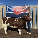 Grey Mixon working with her steer Dion ahead of the Henry County Youth Livestock Show