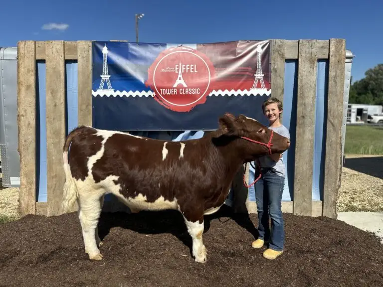 Grey Mixon working with her steer Dion ahead of the Henry County Youth Livestock Show