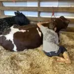 Grey Mixon with her steer Dion at the Henry County Youth Livestock Show in Paris, TN