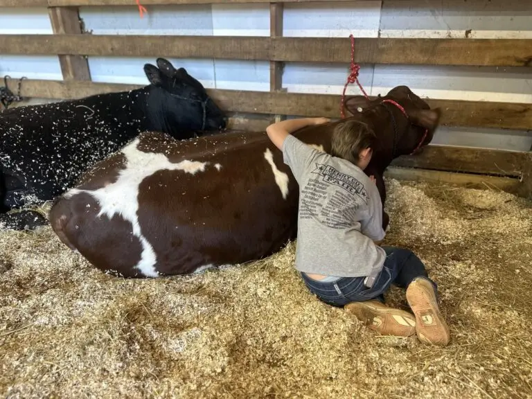 Grey Mixon with her steer Dion at the Henry County Youth Livestock Show in Paris, TN