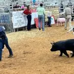 Grey Mixon working with her hog Marshmallow, her first 4-H livestock project