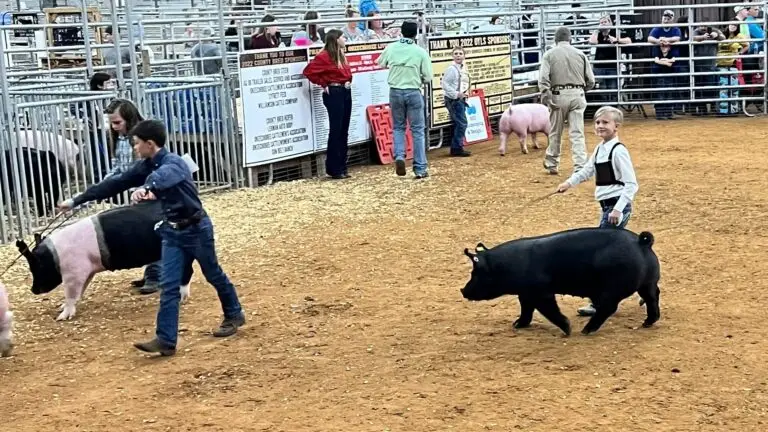 Grey Mixon working with her hog Marshmallow, her first 4-H livestock project