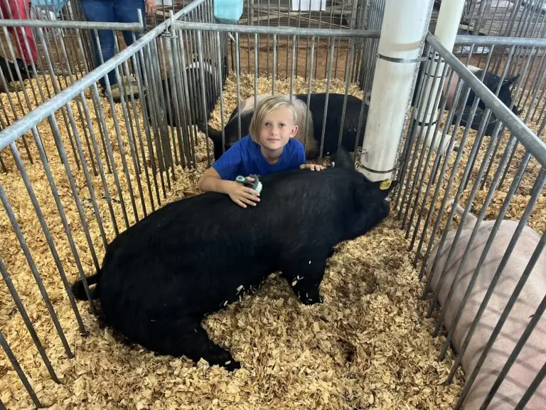 Grey Mixon with her first livestock project, a hog named Marshmallow
