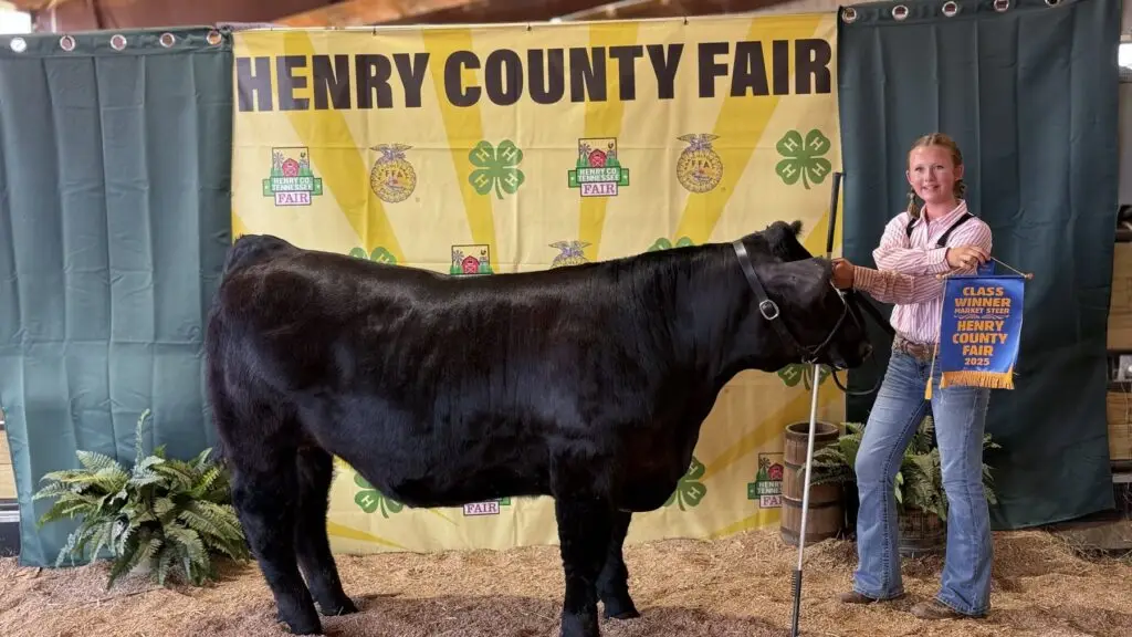 Grey Mixon with her 2025 steer Sir Loin, raised for the Henry County Youth Livestock Show in Paris, TN