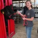 Grey Mixon training her steer Sir Loin ahead of the Henry County Youth Livestock Show