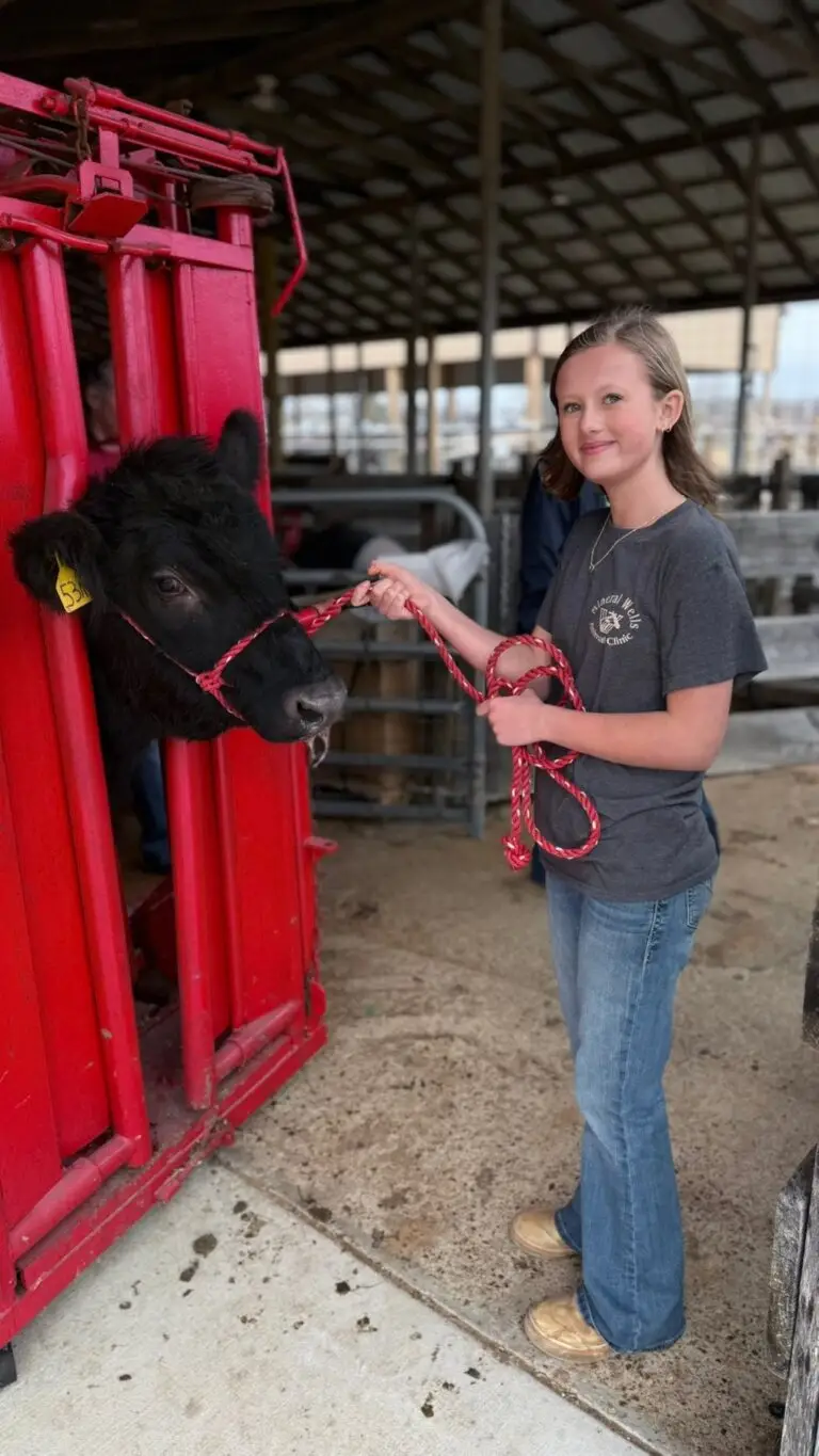 Grey Mixon training her steer Sir Loin ahead of the Henry County Youth Livestock Show