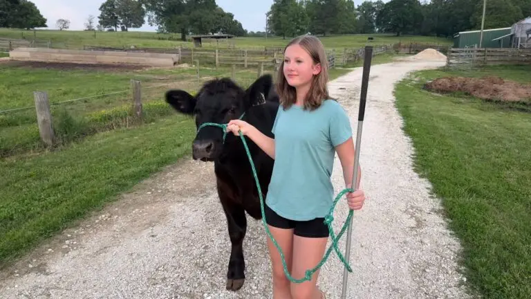 Grey Mixon with her steer Sir Loin at the Henry County Youth Livestock Show in Paris, TN