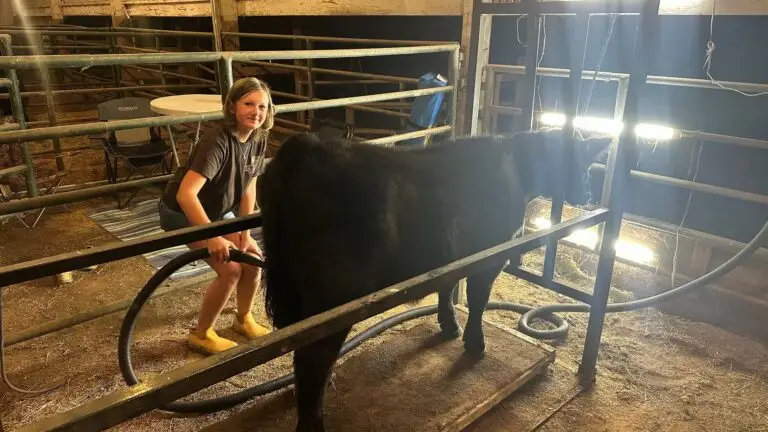 Grey Mixon with her steer Sir Loin, her 2025 Henry County 4-H livestock project
