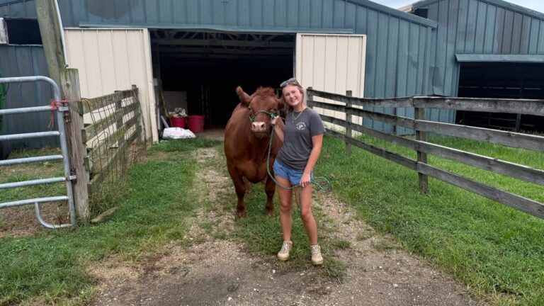 Grey Mixon feeding her steer Dr. Pepper as part of her daily 4-H chores in Paris, TN