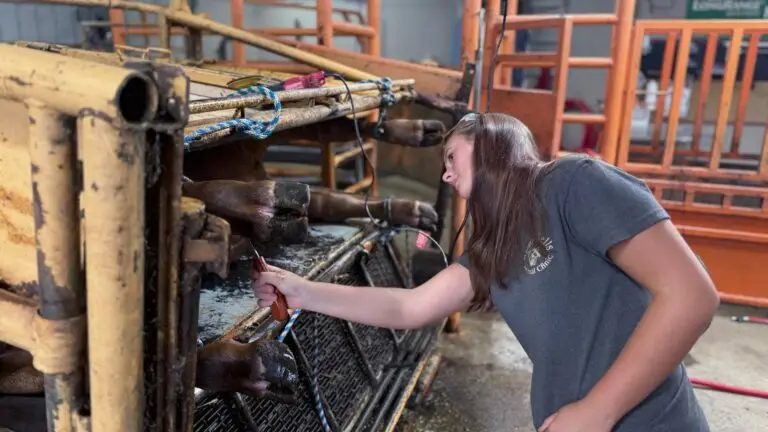 Grey Mixon working with her steer Dr. Pepper, learning responsibility through her 4-H livestock project