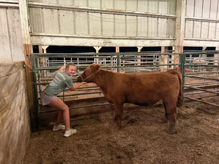 Grey Mixon and her steer on the farm in Paris, TN, part of her Henry County 4-H project