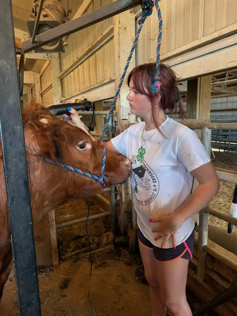 Grey Mixon with her steer Dr. Pepper during show preparation for the Henry County Youth Livestock Show