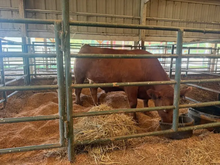 Grey Mixon with her steer on the family farm near Paris, TN