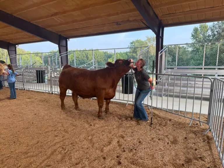 Grey Mixon working with her steer Dr. Pepper in the show ring practice pen ahead of the Henry County Youth Livestock Show