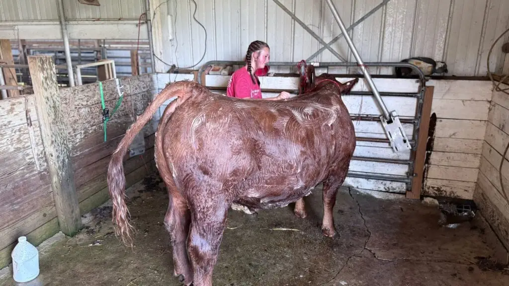 Grey Mixon in the barn with her steer, preparing for the Henry County Youth Livestock Show in Paris, TN