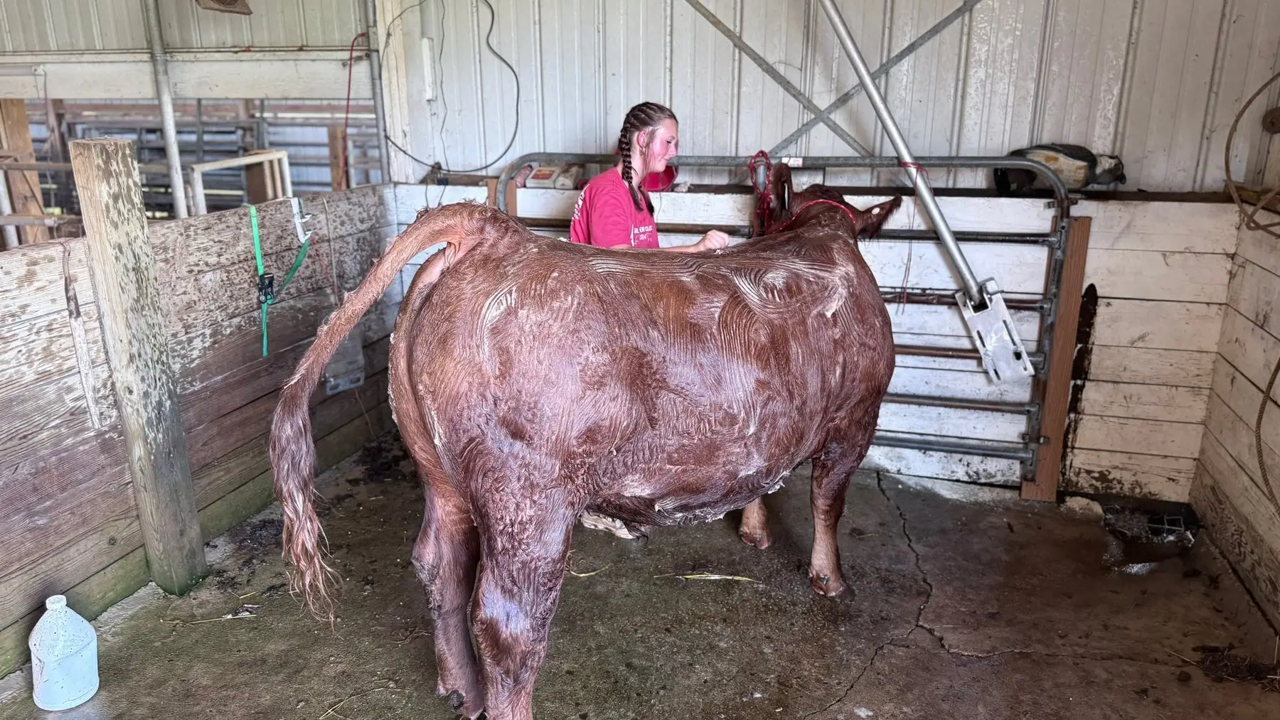 Grey Mixon in the barn with her steer, preparing for the Henry County Youth Livestock Show in Paris, TN