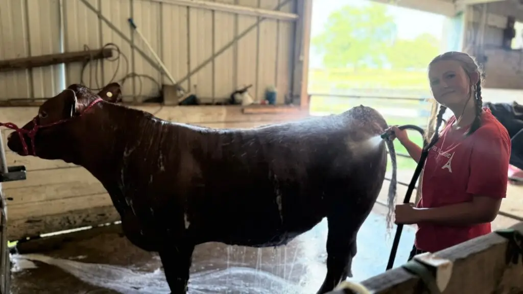 Grey Mixon working with her steer ahead of the Henry County Fair in Paris, TN